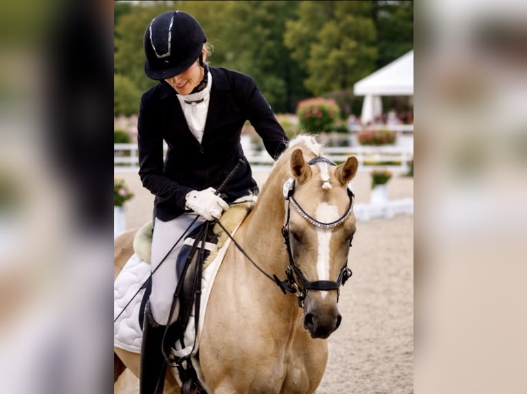 Deutsches Reitpony Wallach 8 Jahre 146 cm Dunalino in Köln