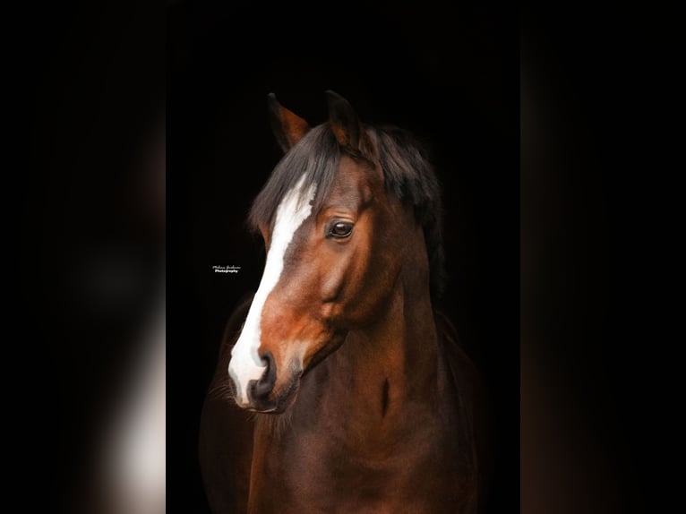 Deutsches Reitpony Wallach 8 Jahre 146 cm Dunkelbrauner in Duisburg