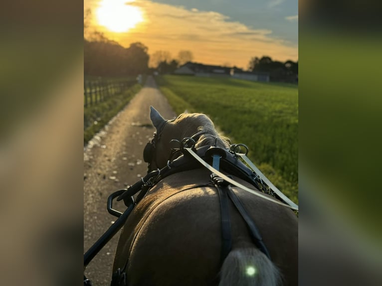 Deutsches Reitpony Wallach 8 Jahre 146 cm Palomino in J&#xFC;chen