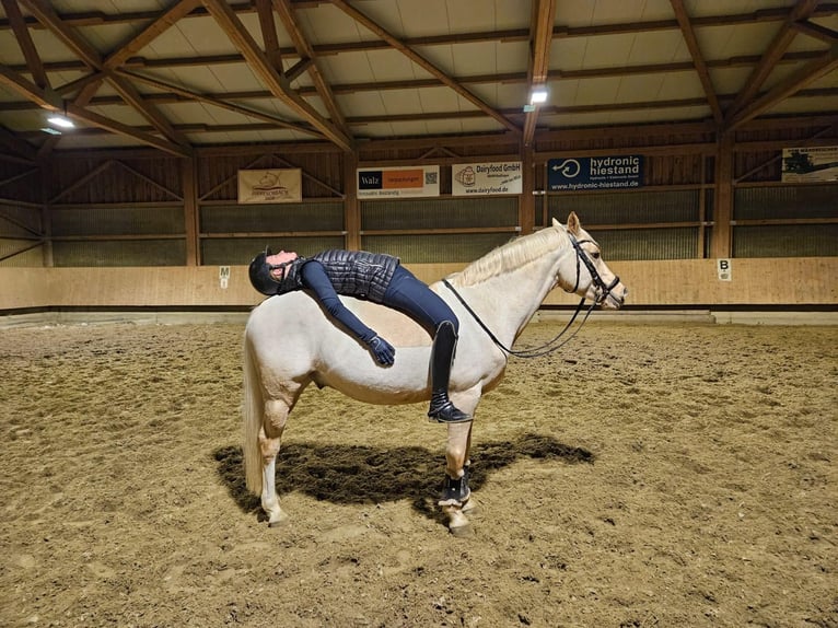 Deutsches Reitpony Wallach 8 Jahre 146 cm Palomino in Langenenslingen