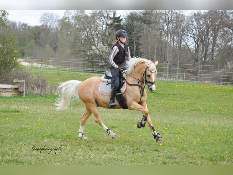 Deutsches Reitpony Wallach 8 Jahre 146 cm Palomino in Langenenslingen