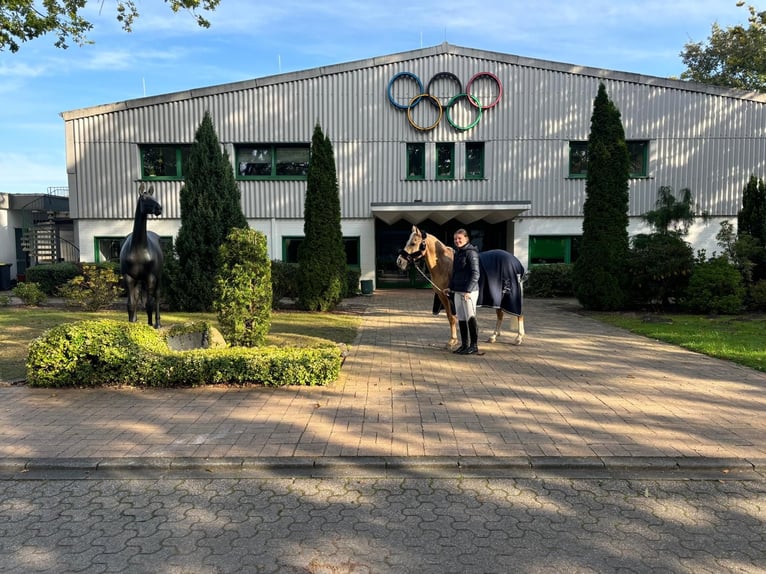 Deutsches Reitpony Wallach 8 Jahre 146 cm Palomino in Langenenslingen