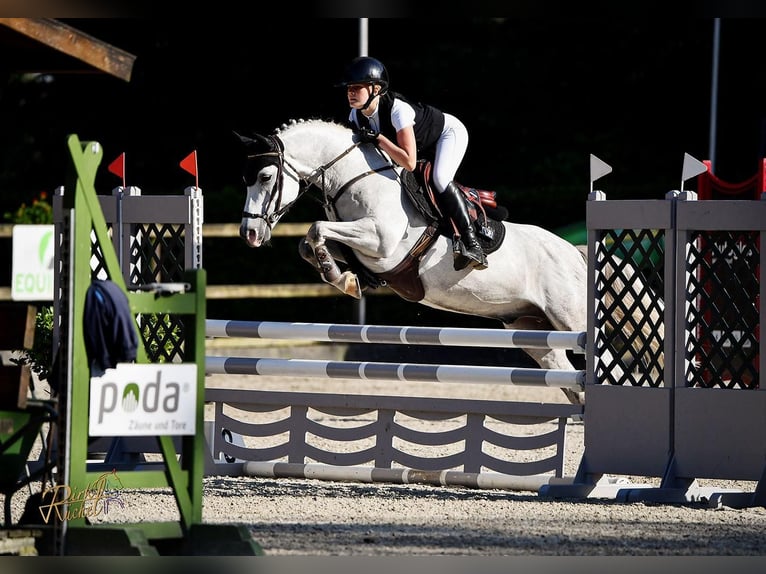 Deutsches Reitpony Wallach 8 Jahre 146 cm Schimmel in Melle