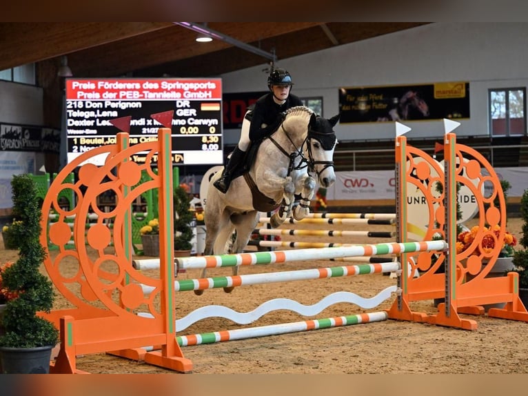 Deutsches Reitpony Wallach 8 Jahre 146 cm Schimmel in Melle