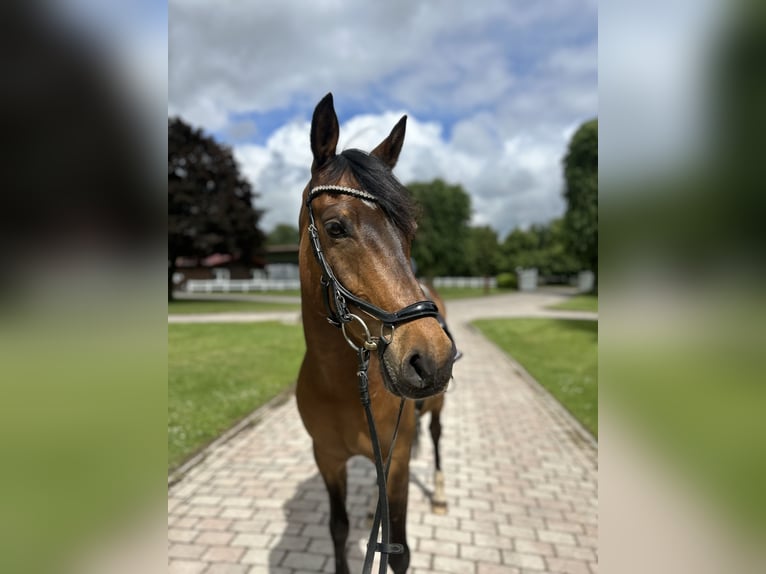 Deutsches Reitpony Wallach 8 Jahre 147 cm Brauner in Tangstedt