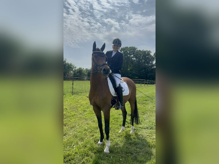Deutsches Reitpony Wallach 8 Jahre 147 cm Brauner in Tangstedt