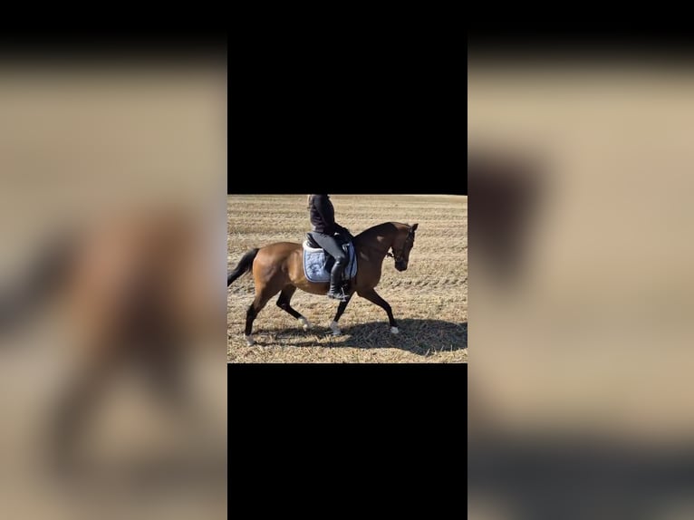Deutsches Reitpony Wallach 8 Jahre 147 cm Brauner in Tangstedt