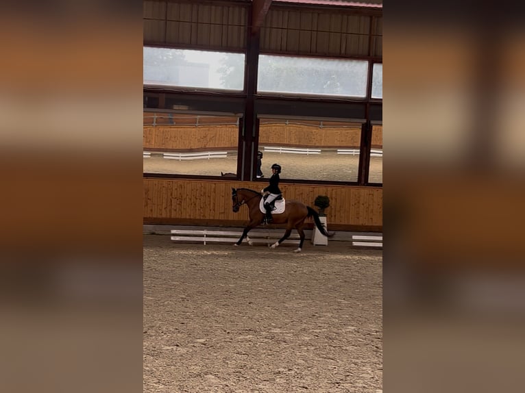 Deutsches Reitpony Wallach 8 Jahre 147 cm Brauner in Tangstedt