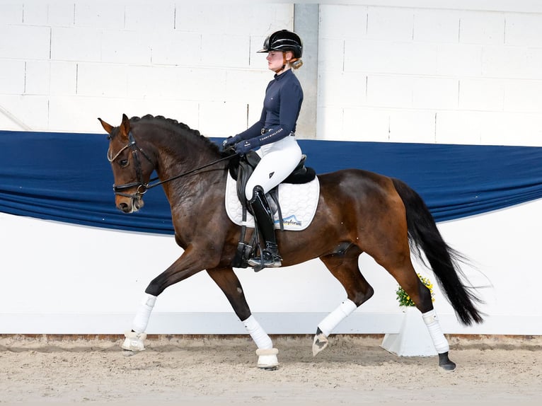 Deutsches Reitpony Wallach 8 Jahre 147 cm Dunkelbrauner in Marsberg