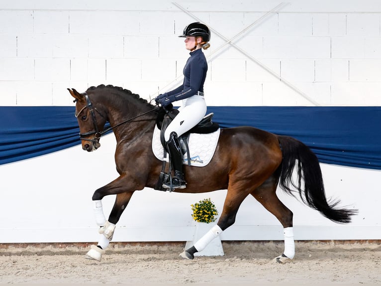 Deutsches Reitpony Wallach 8 Jahre 147 cm Dunkelbrauner in Marsberg