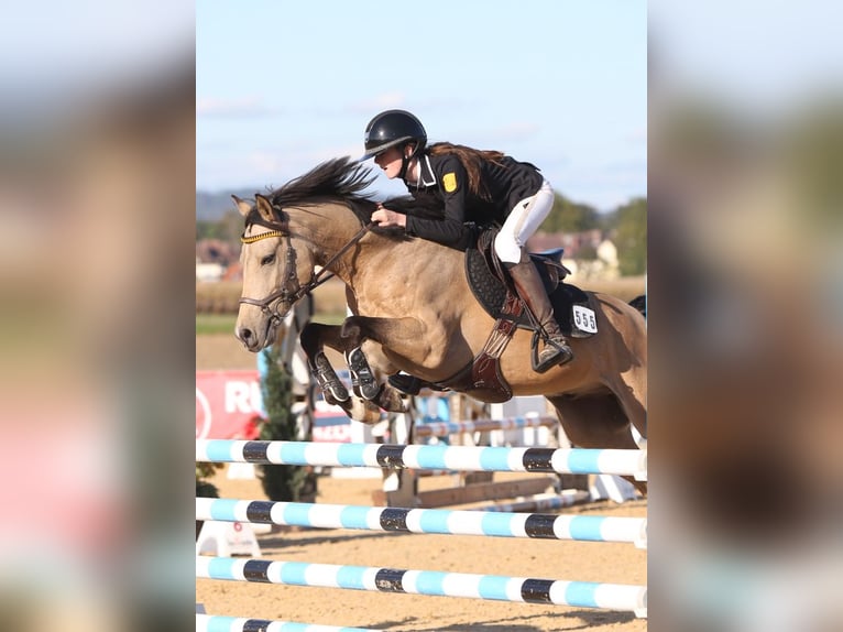 Deutsches Reitpony Wallach 8 Jahre 147 cm Falbe in Steinheim am Albuch