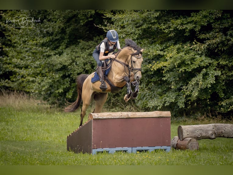 Deutsches Reitpony Wallach 8 Jahre 147 cm Falbe in Steinheim am Albuch