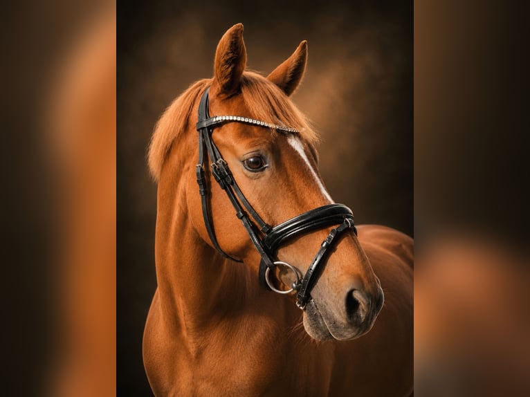 Deutsches Reitpony Wallach 8 Jahre 147 cm Fuchs in Geldern
