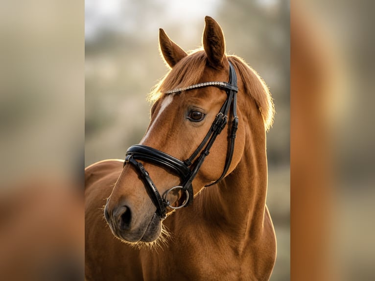 Deutsches Reitpony Wallach 8 Jahre 147 cm Fuchs in Geldern