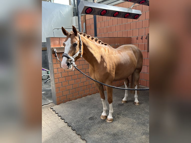Deutsches Reitpony Wallach 8 Jahre 147 cm Fuchs in Lennestadt