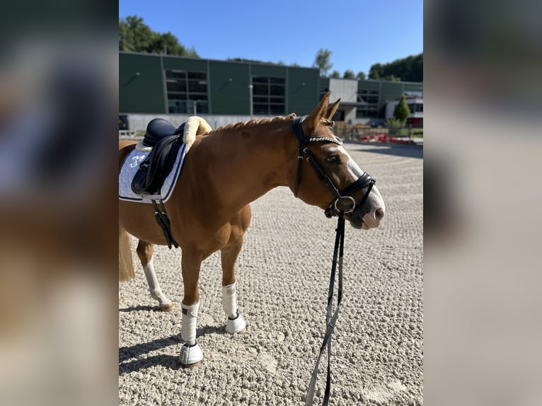 Deutsches Reitpony Wallach 8 Jahre 147 cm Fuchs in Lennestadt