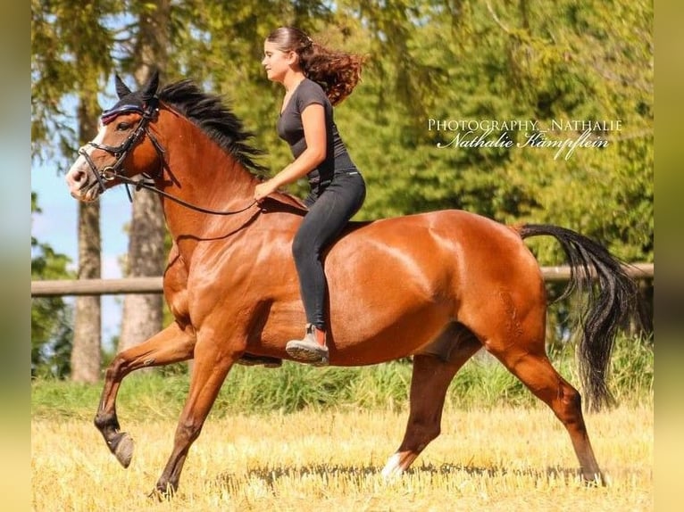 Deutsches Reitpony Wallach 8 Jahre 147 cm Fuchs in Limburg an der Lahn