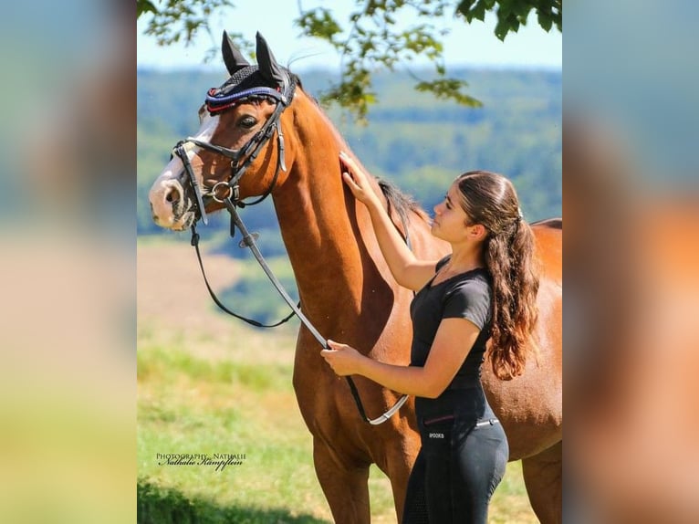 Deutsches Reitpony Wallach 8 Jahre 147 cm Fuchs in Limburg an der Lahn