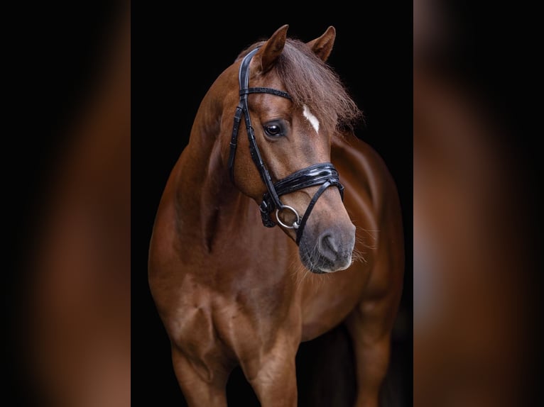 Deutsches Reitpony Wallach 8 Jahre 147 cm Fuchs in S&#xFC;dlohn