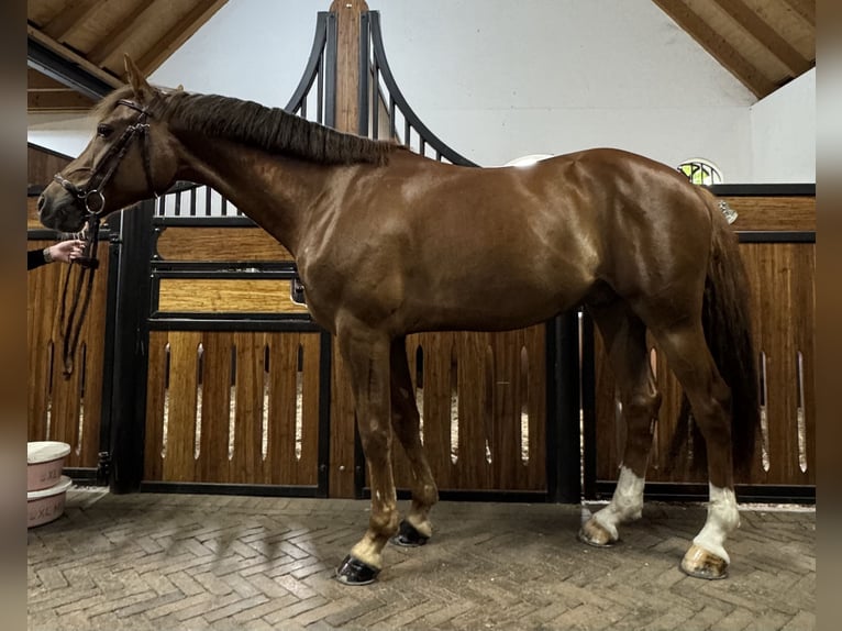 Deutsches Reitpony Wallach 8 Jahre 147 cm Fuchs in S&#xFC;dlohn