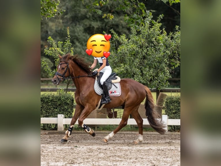 Deutsches Reitpony Wallach 8 Jahre 147 cm Fuchs in S&#xFC;dlohn