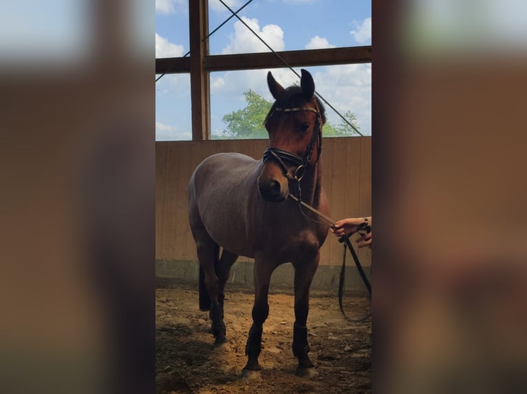 Deutsches Reitpony Wallach 8 Jahre 147 cm Roan-Bay in Schenefeld