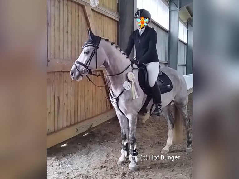 Deutsches Reitpony Wallach 8 Jahre 148 cm Apfelschimmel in Friesoythe