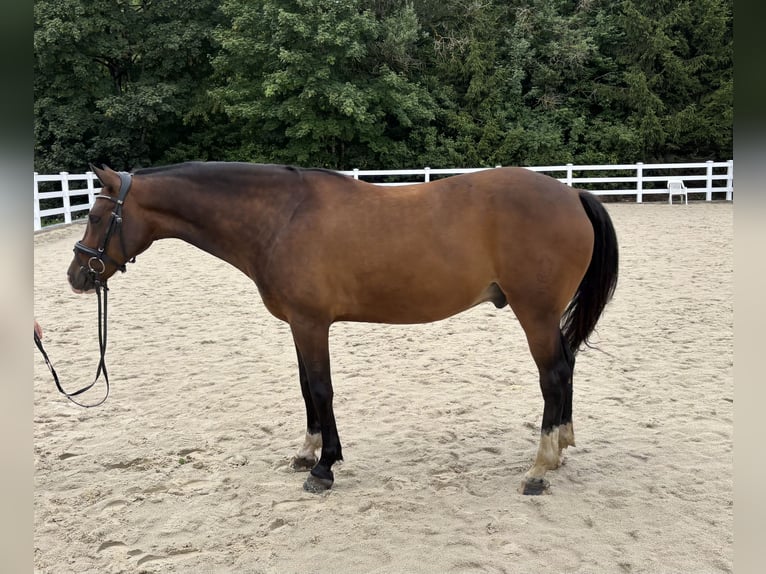 Deutsches Reitpony Wallach 8 Jahre 148 cm Brauner in Donaueschingen