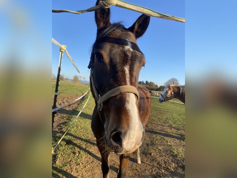 Deutsches Reitpony Wallach 8 Jahre 148 cm Brauner in Donaueschingen