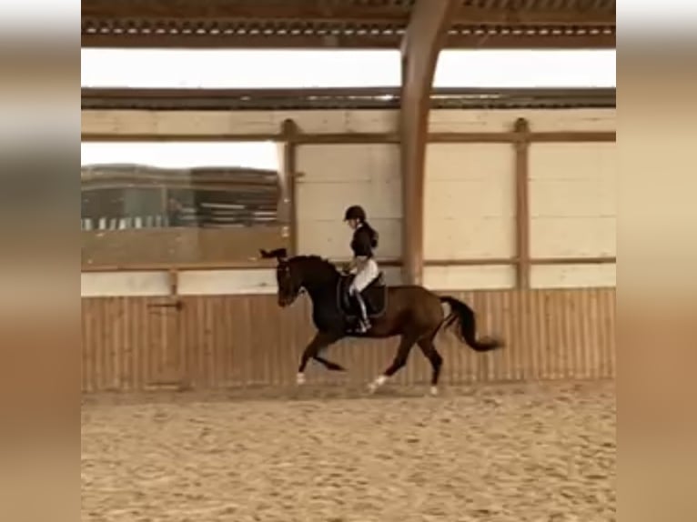 Deutsches Reitpony Wallach 8 Jahre 148 cm Brauner in Donaueschingen