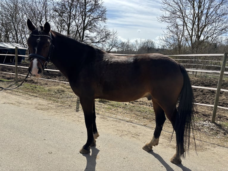 Deutsches Reitpony Wallach 8 Jahre 148 cm Brauner in Donaueschingen