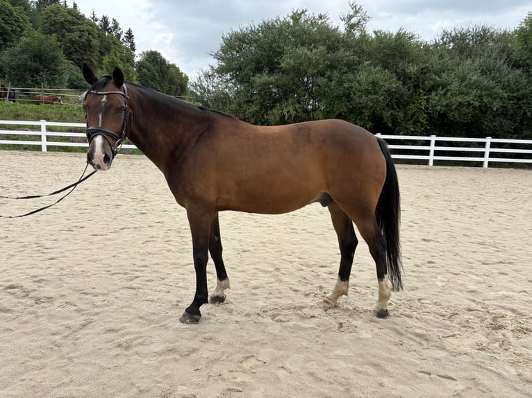 Deutsches Reitpony Wallach 8 Jahre 148 cm Brauner in Donaueschingen