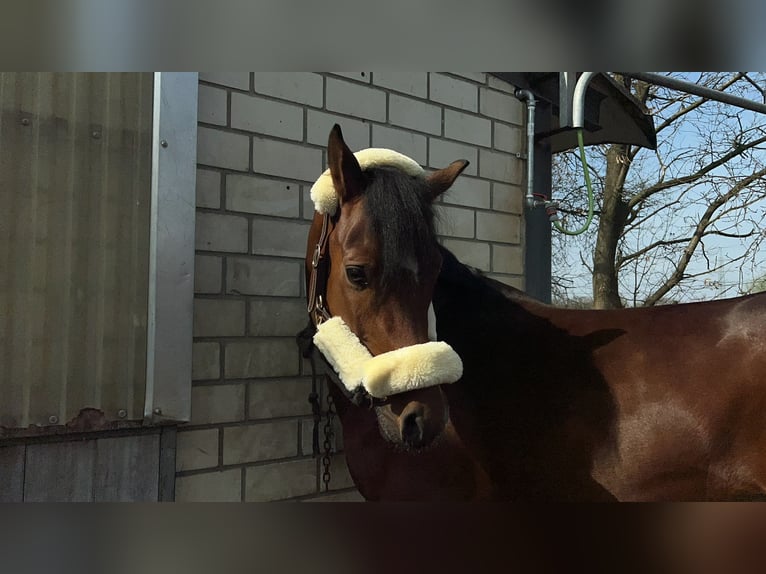 Deutsches Reitpony Wallach 8 Jahre 148 cm Brauner in Dinslaken