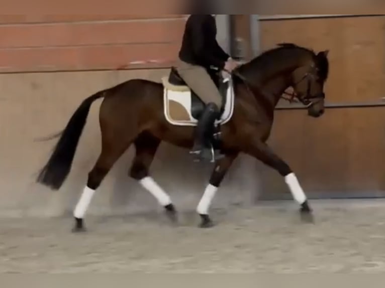 Deutsches Reitpony Wallach 8 Jahre 148 cm Brauner in Dinslaken