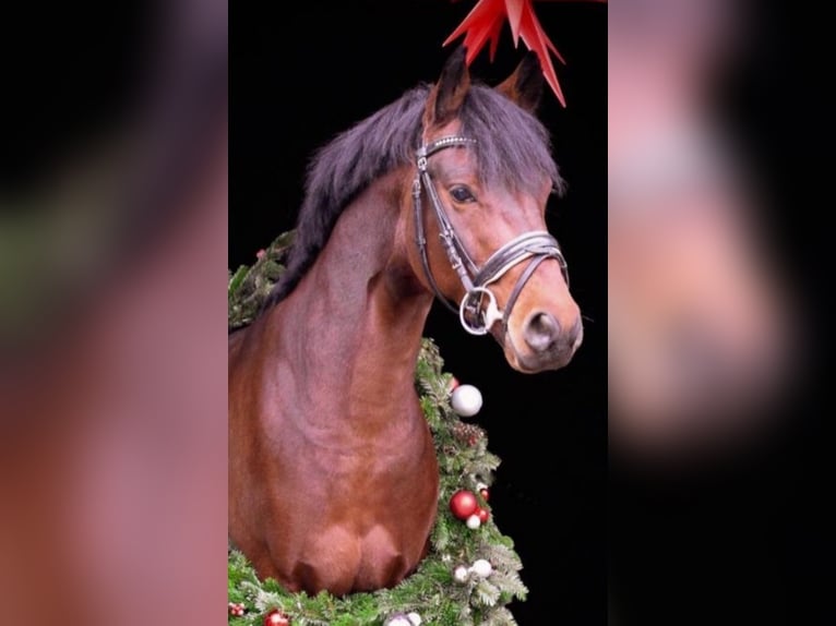 Deutsches Reitpony Wallach 8 Jahre 148 cm Brauner in Wunstorf