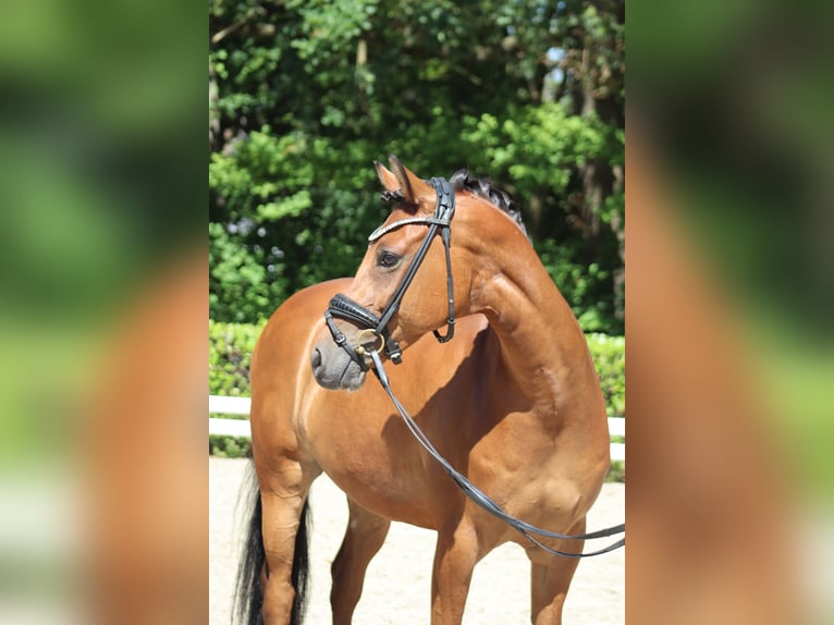 Deutsches Reitpony Wallach 8 Jahre 148 cm Brauner in Sottrum