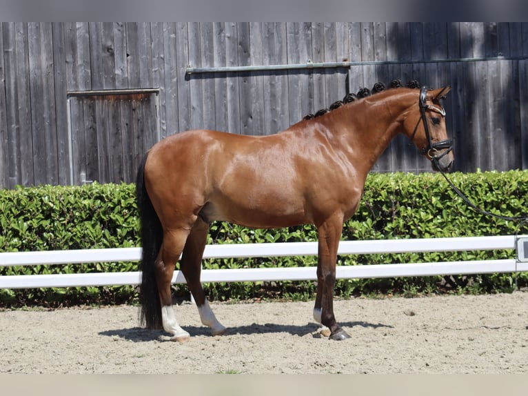 Deutsches Reitpony Wallach 8 Jahre 148 cm Brauner in Sottrum