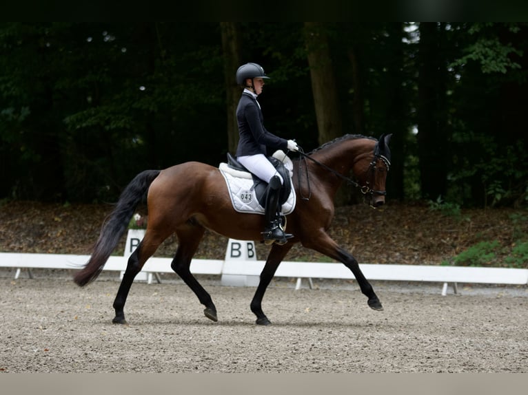 Deutsches Reitpony Wallach 8 Jahre 148 cm Brauner in Selk