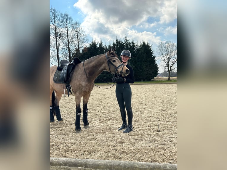 Deutsches Reitpony Wallach 8 Jahre 148 cm Buckskin in M&#xFC;lheim an der Ruhr