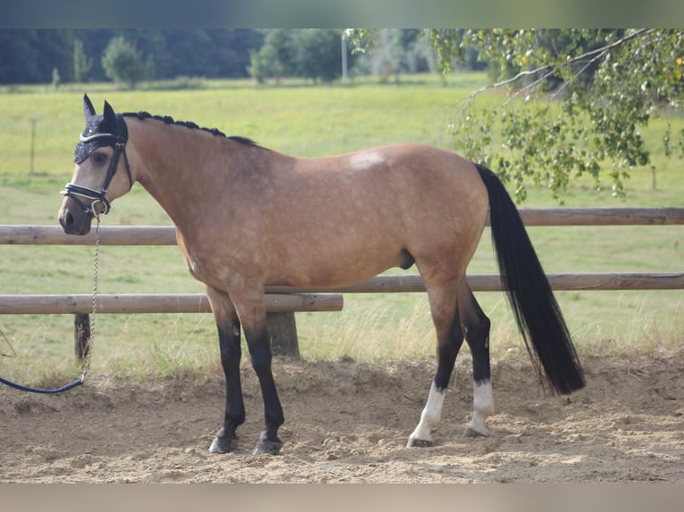 Deutsches Reitpony Wallach 8 Jahre 148 cm Buckskin in M&#xFC;lheim an der Ruhr
