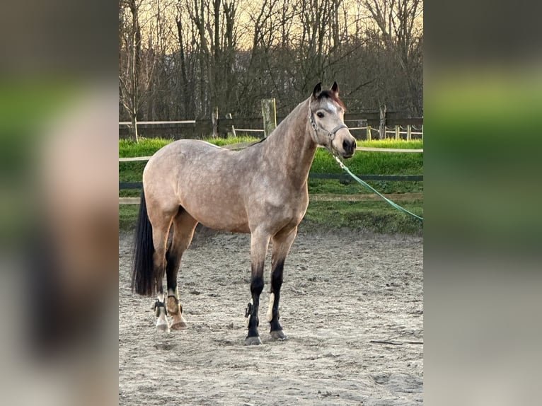 Deutsches Reitpony Wallach 8 Jahre 148 cm Buckskin in M&#xFC;lheim an der Ruhr