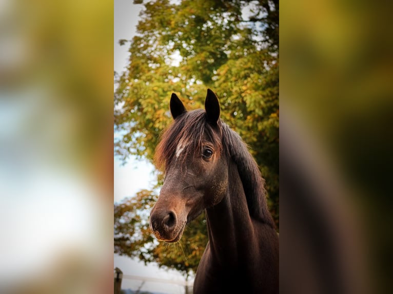 Deutsches Reitpony Wallach 8 Jahre 148 cm Dunkelbrauner in Emmerthal