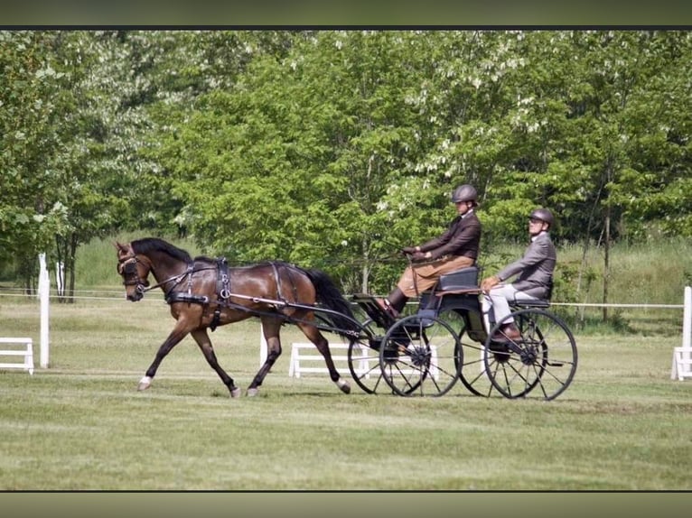 Deutsches Reitpony Wallach 8 Jahre 148 cm Dunkelbrauner in Blienschwiller Deutsches Reitpony Wallach 8 Jahre 148 cm Dunkelbrauner in Blienschwiller
