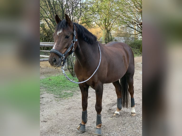 Deutsches Reitpony Wallach 8 Jahre 148 cm Dunkelfuchs in Olching