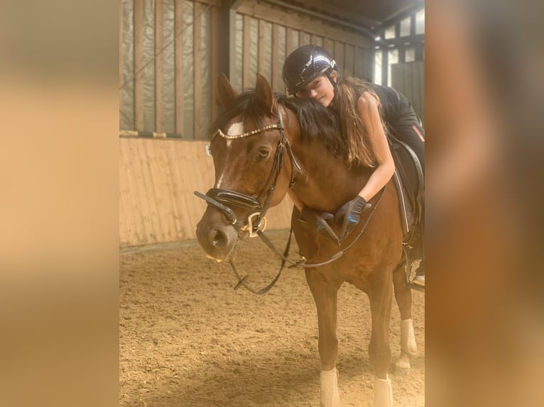 Deutsches Reitpony Wallach 8 Jahre 148 cm Dunkelfuchs in Olching