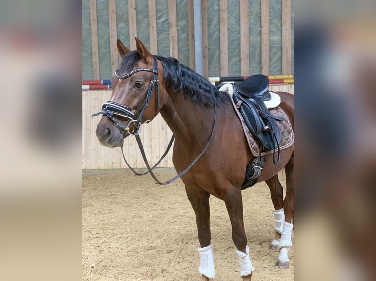 Deutsches Reitpony Wallach 8 Jahre 148 cm Dunkelfuchs in Olching