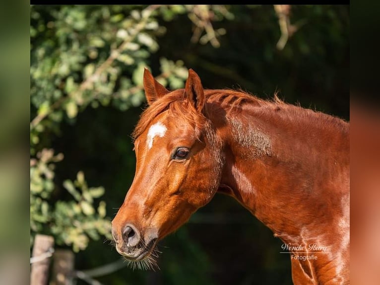 Deutsches Reitpony Wallach 8 Jahre 148 cm Dunkelfuchs in Bad Zwischenahn