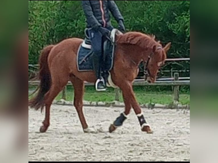 Deutsches Reitpony Wallach 8 Jahre 148 cm Dunkelfuchs in Bad Zwischenahn