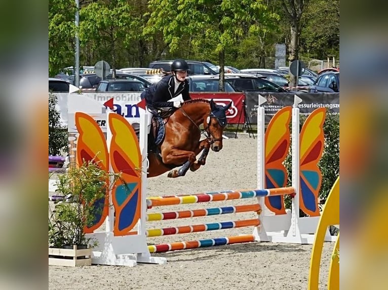 Deutsches Reitpony Wallach 8 Jahre 148 cm Dunkelfuchs in Bad Zwischenahn