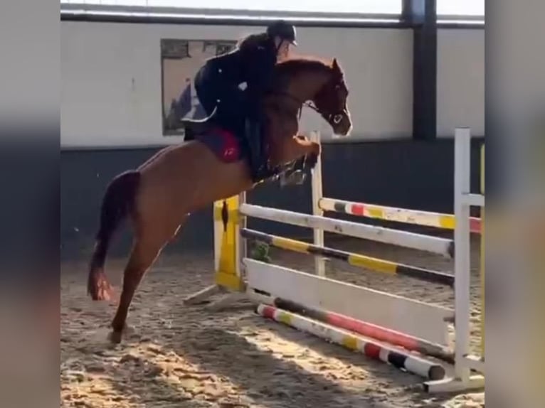 Deutsches Reitpony Wallach 8 Jahre 148 cm Dunkelfuchs in Bad Zwischenahn